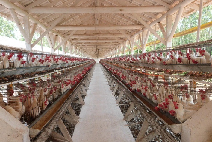 Agrodefesa capta mais de R$ 2,2 milhões em recursos federais para serem utilizados na prevenção e controle à gripe aviária