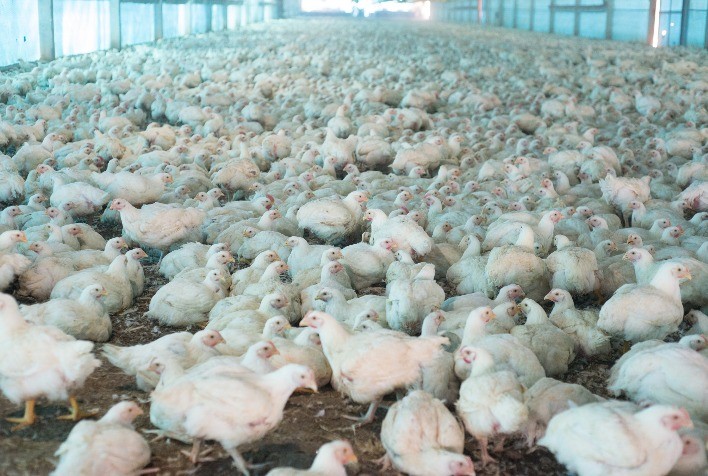 Declaração de biosseguridade em granjas avícolas de Goiás deve ser informada à Agrodefesa até 31 de janeiro