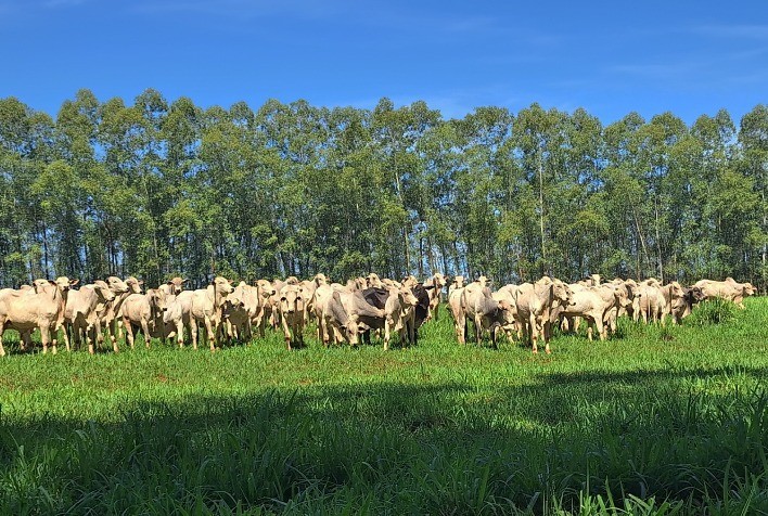 Minerva Foods recebe melhor avaliação de Bem-Estar Animal na categoria Beef do Ranking Coller Fairr