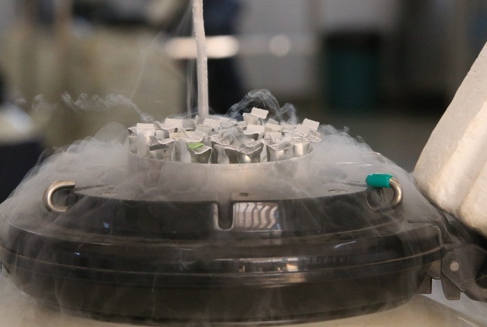 Sêmen bovino de alta fertilidade posiciona Seleon Biotecnologia como “Fábrica de Líderes de Sumários”