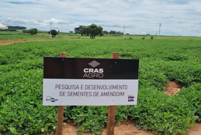 Dia de Campo dos Produtores de Amendoim acontece no dia 1º de fevereiro em Itaju (SP)