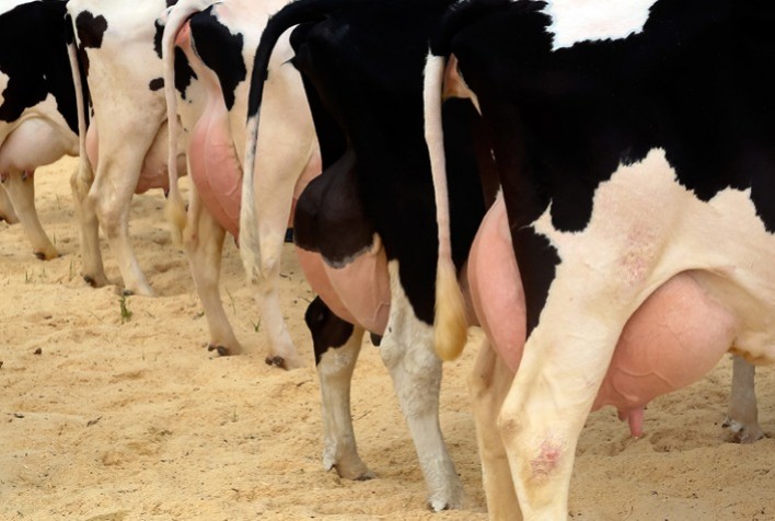 Mastite: enfermidade afeta a produção de leite, prejudica o bem-estar dos animais e causa enormes prejuízos à fazenda