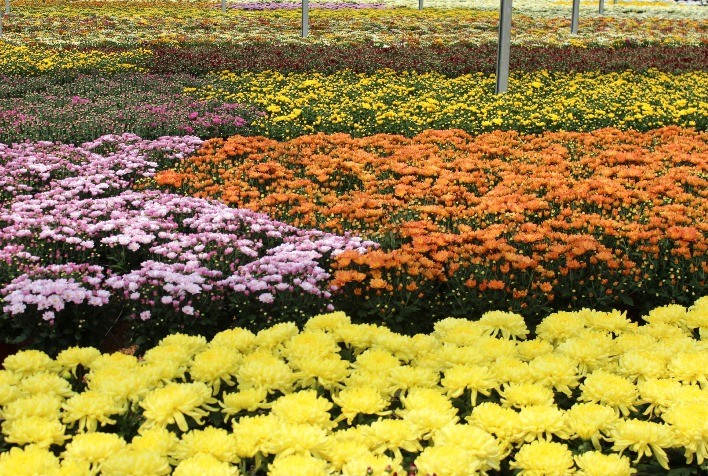 Mercado de flores 2024: clientes mais exigentes buscam novas experiências