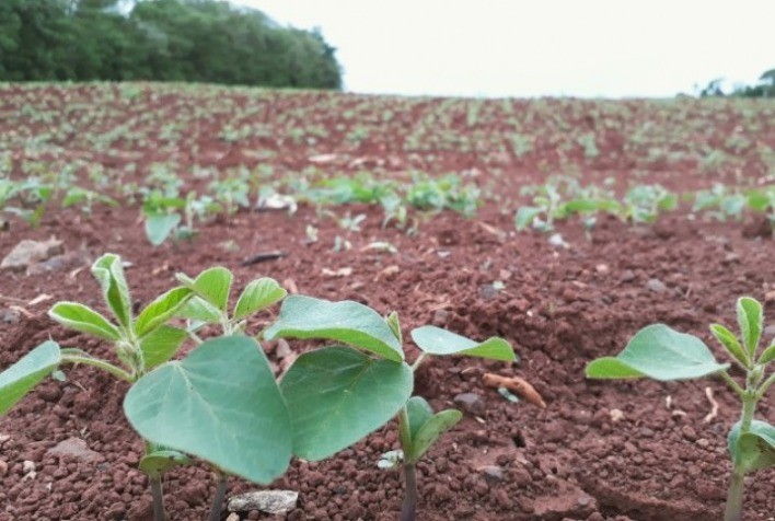 Desenvolvimento da soja no RS é favorecido pelo clima