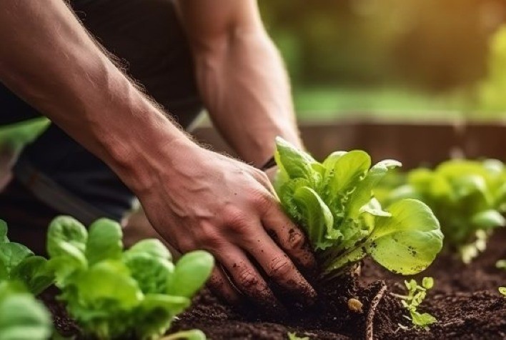 Desafios e inovações na agricultura global: Rumo a uma produção sustentável de alimentos