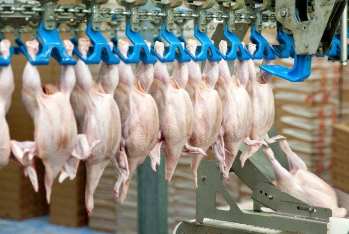 Desempenho do frango abatido na segunda semana de 2023