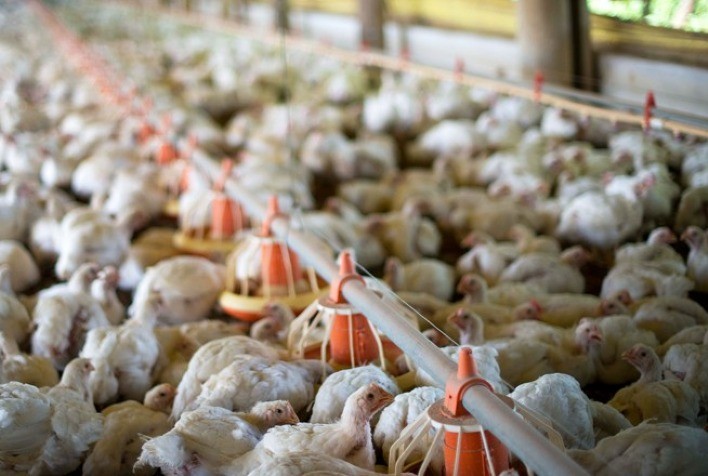 Estabilidade nos preços do frango: Desafios na nutrição e perspectivas para o primeiro semestre