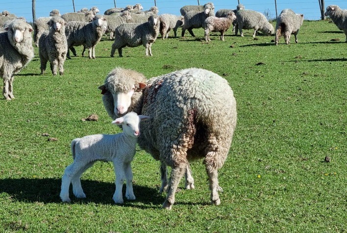 Ovinos da raça Ideal quase triplicam rendimento em lã e carne