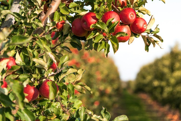 Regulador de crescimento amplia o rendimento em até 30% nas lavouras de maçã