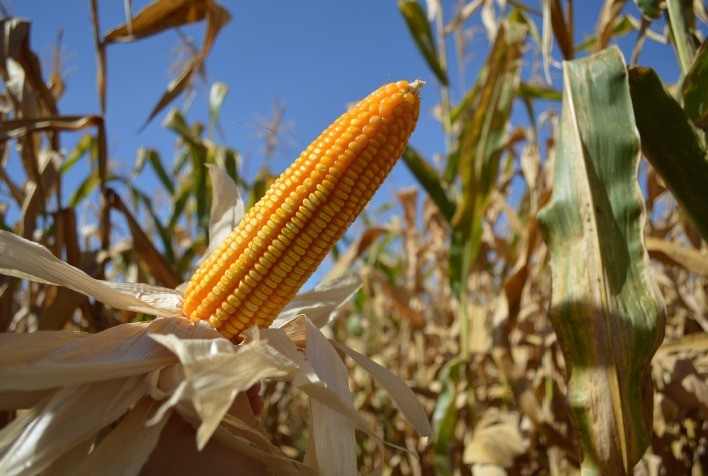 Avanço significativo na safra de milho silagem: 80% da área plantada