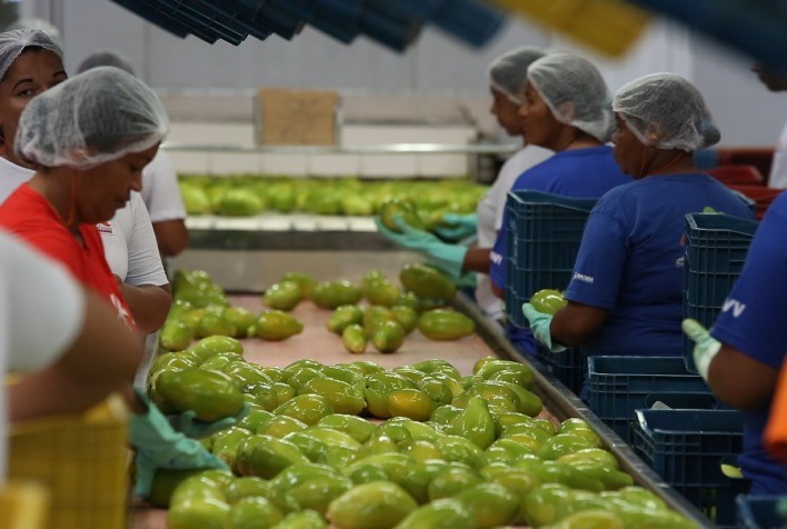 Exportação de mamão do Brasil alcança receita histórica em 2023