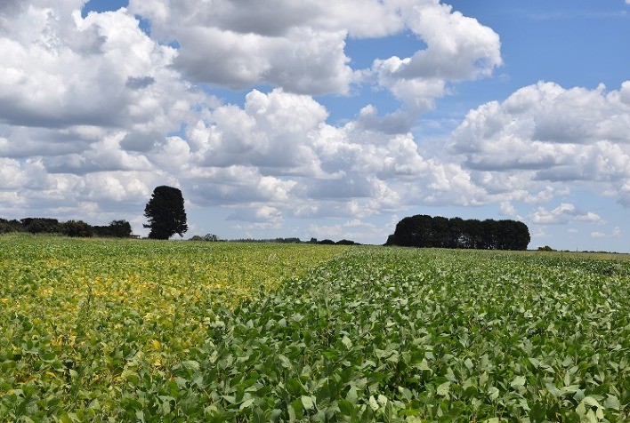 Aprosoja Brasil estima safra 2023/2024 em 135 milhões de toneladas