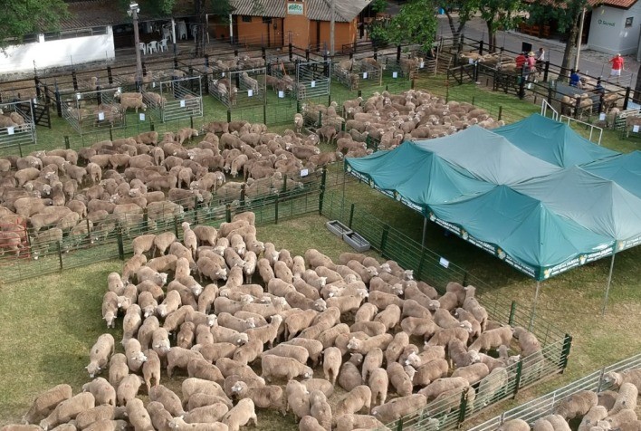 Agrovino de Bagé supera em mais de 50% o faturamento em relação ao ano passado