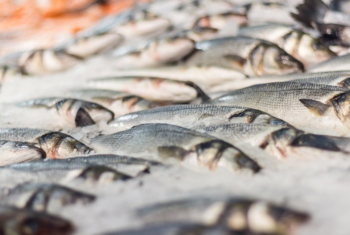 Instituto de Pesca explica como escolher e armazenar pescado no verão