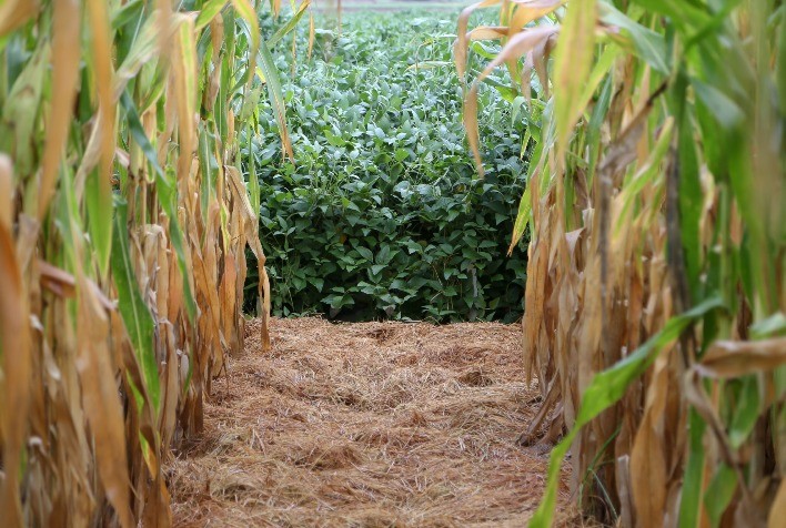 Preços da soja preocupam cooperativas agropecuárias gaúchas