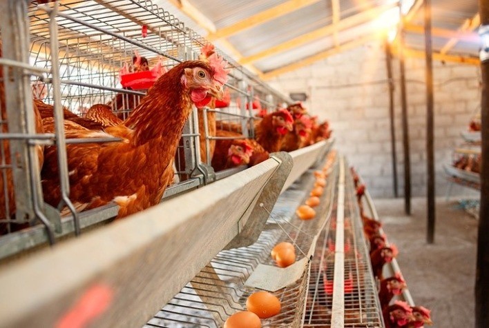 Fonte de cromo segura para a eficiência na nutrição animal