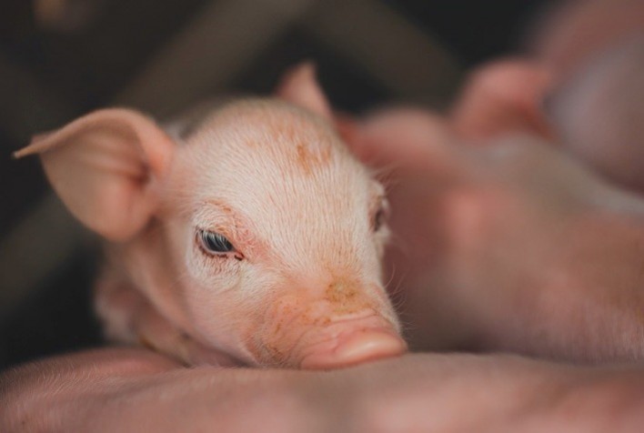 Ácido tolfenâmico reduz taxa de mortalidade de leitões ao nascimento, aponta estudo internacional