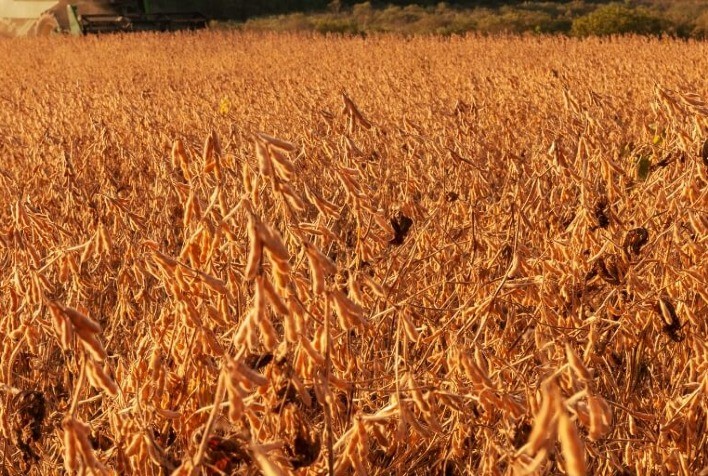 Impacto do clima na safra 2023/24: a importância de fazer a dessecação da soja no momento correto