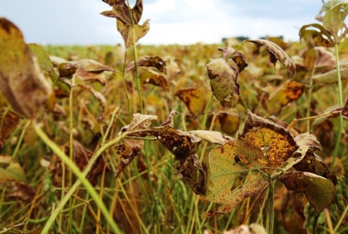 Dicas para controle da ferrugem asiática na soja