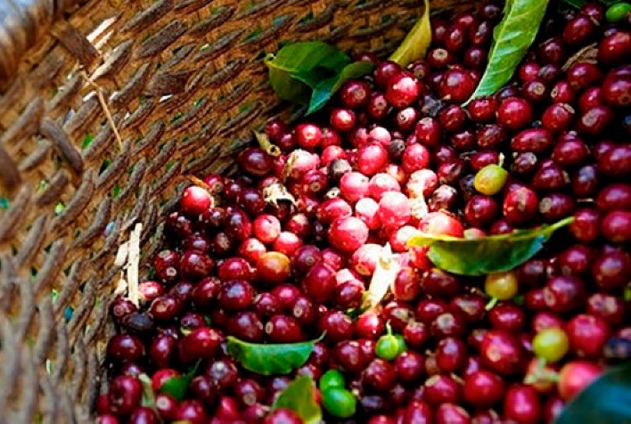 Café Colombiano: Navegando pelo Clima e Exportações; confira análise hEDGEpoint