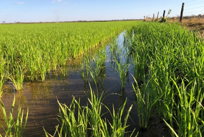 Governo de Goiás apresenta potencial de produção de arroz a missão chinesa