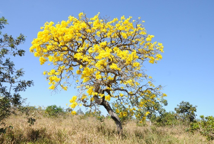 Como o reflorestamento e o mercado de carbono podem ajudar o Brasil a cumprir suas metas ambientais