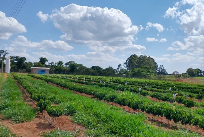 Satis é credenciada pelo MAPA para realizar ensaios no Campo Experimental de Araxá (MG) para registro de produtos