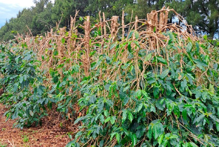 Poda do Cafeeiro Arábica é o novo curso gratuito disponibilizado pela Embrapa Café