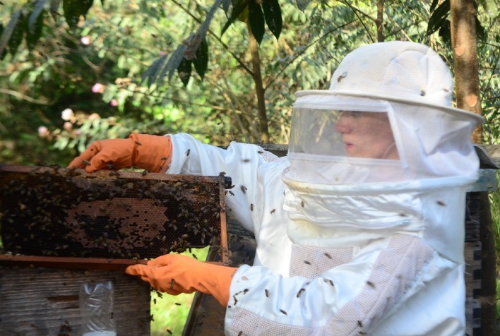 Desafios na apicultura: Variações na produção de mel em diferentes regiões do RS