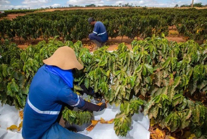 O salto do café conilon: produtividade cresce 135% em 8 anos e atrai indústria de solúvel para ES
