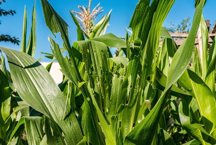 Estratégias para o controle de pragas agrícolas e a indução de resistência: uma conversa necessária para a agricultura