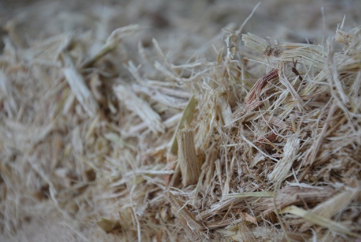 Bagaço de cana-de-açúcar: 5 usos ecológicos do maior resíduo agroindustrial do país