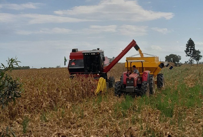 Excesso de chuvas no Sul provoca queda na produção do milho
