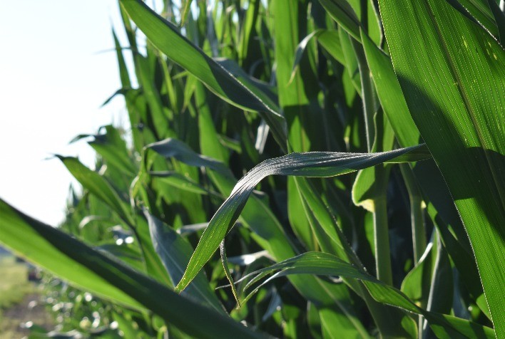 Tratamento nutricional de sementes é essencial para assegurar produtividade das lavouras em meio ao El Niño