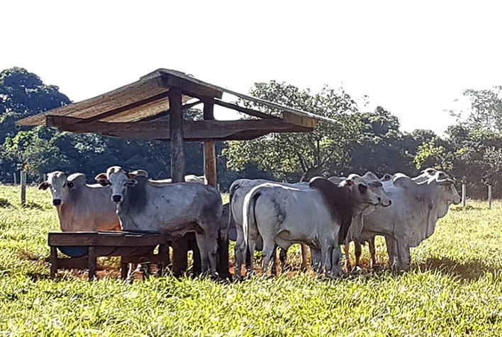 Pecuaristas Mantêm Cautela e Resistem à Pressão dos Frigoríficos no Mercado de Boi Gordo