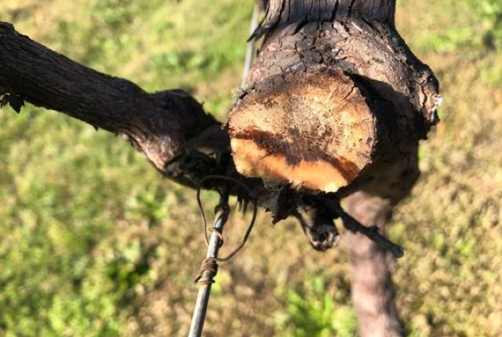 Doenças do tronco: um desafio mundial para a sustentabilidade da viticultura será tema de palestra internacional na nesta quinta, dia 25, na Embrapa