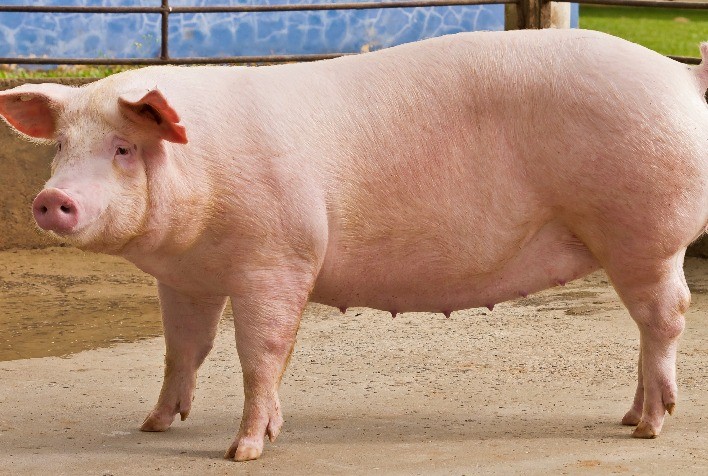 Manejo correto de marrãs é essencial para uma boa produtividade do sistema