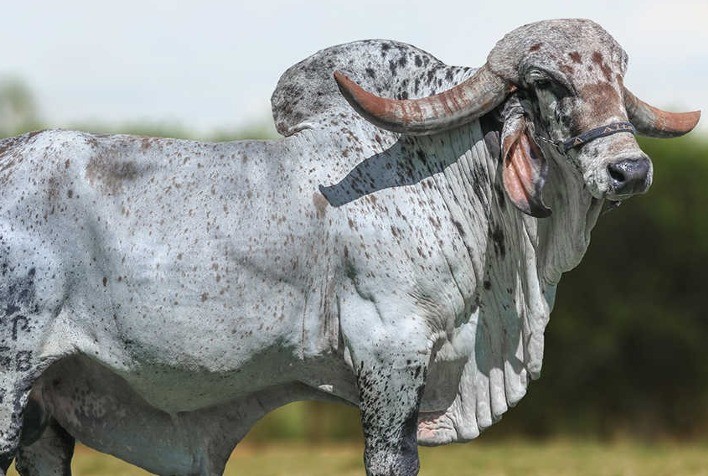 Alta quebra recorde com maior exportação de sêmen bovino do Brasil para Índia e inicia nova era para a pecuária brasileira