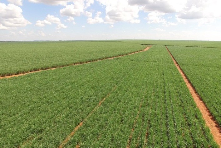 Irrigação por gotejamento na Cana-de-Açúcar: em média 50% de aumento na produtividade e mais sustentabilidade