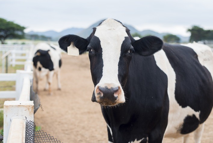 É possível conciliar a secagem com o bem-estar das vacas leiteiras?