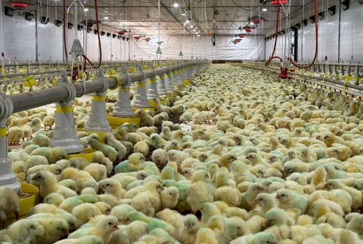 Fuplastic inova avicultura com primeiro ecoaviário do Brasil