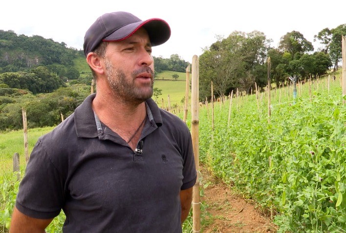 Produção de ervilha torta é alternativa rentável para agricultura familiar em Munhoz, no Sul de Minas