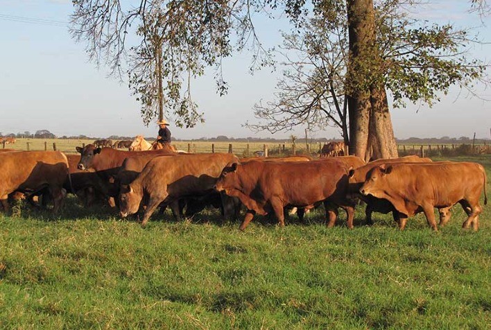 Balanço anual da produção de carne nos EUA: Aumento de 2%, mas desafios persistem em segmentos específicos