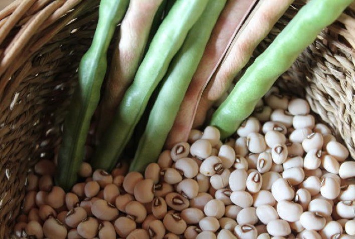 Perspectivas favoráveis para o Feijão-caupi: Indicações apontam para um aumento significativo na área de cultivo