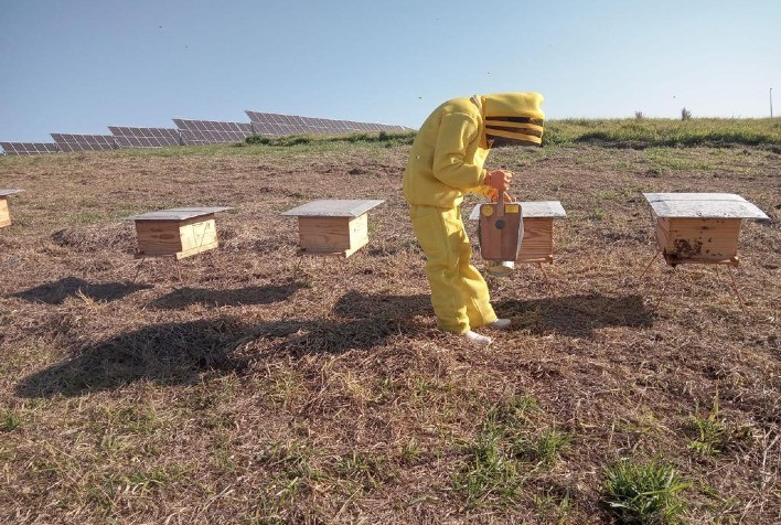 Inserção da apicultura em usina fotovoltaica gera renda e sustentabilidade