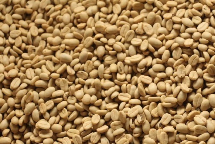 EPAMIG disponibiliza sementes de café de alta qualidade para produtores