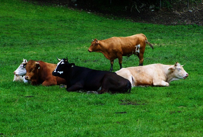 "Moscas podem causar perdas de até 40kg do peso vivo dos bovinos", alerta médico-veterinário da Pearson Saúde Animal