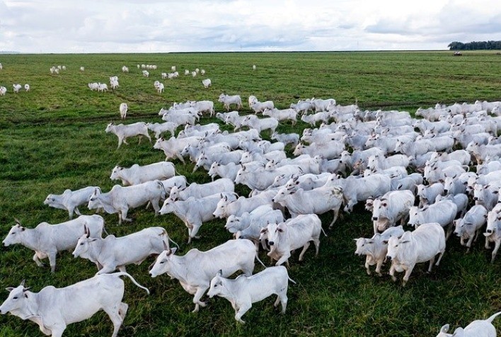 A suplementação de aditivos não basta: é preciso garantir que o animal consiga aproveitá-los