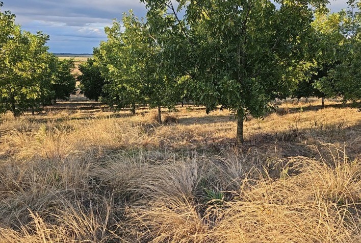 IBPecan planeja ações visando maior produtividade, qualidade e abertura de mercado para o setor