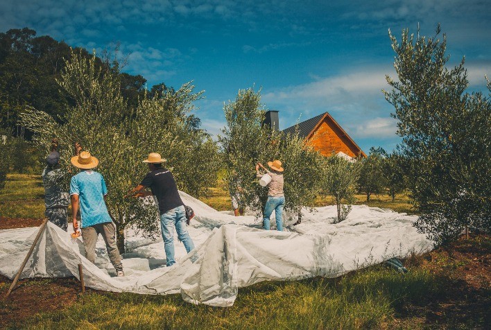 Intensa programação vai marcar dia da Abertura da Colheita da Oliva